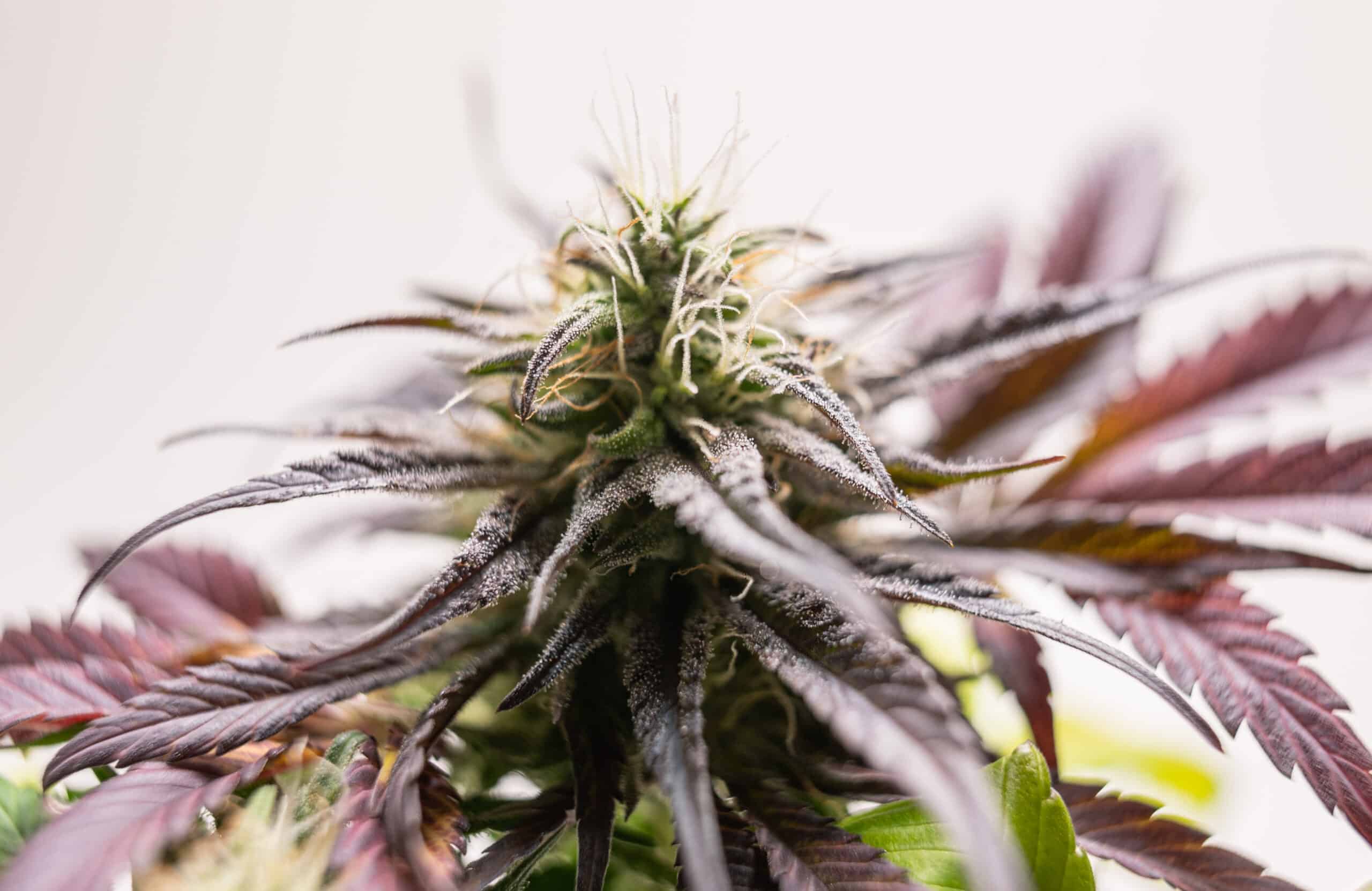 Cannabis Plant