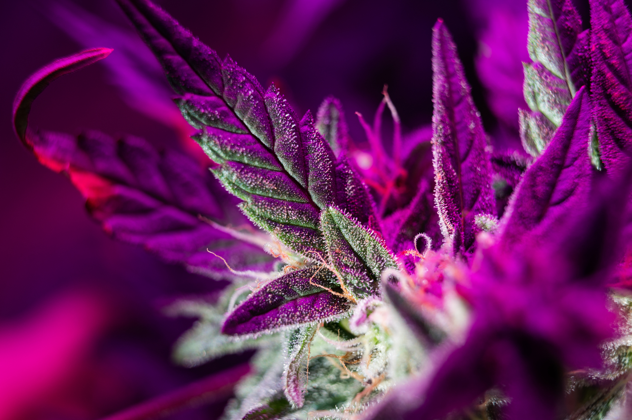 A shot of cannabis buds close up